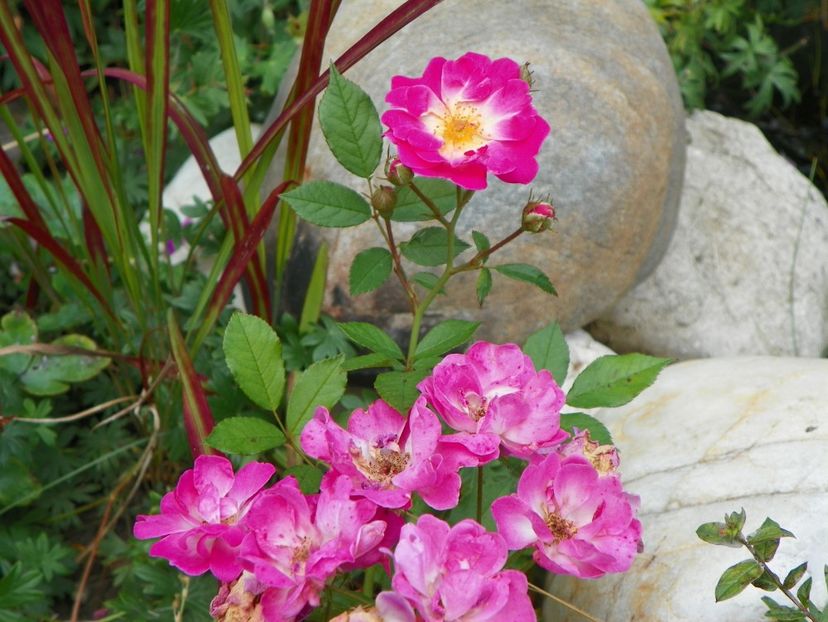 Lippay Janos - Trandafiri 2017 - II