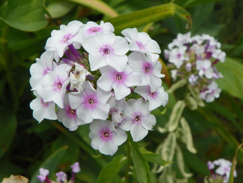 18 aug 003 - Vara 2017