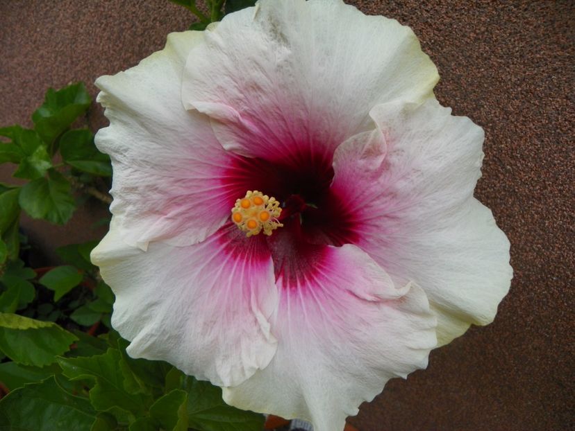 18 aug 035 - Vara 2017