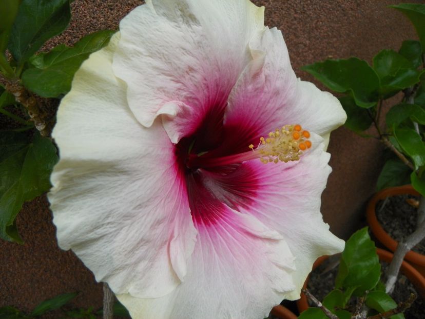 18 aug 036 - Vara 2017