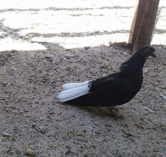 received_714979422025823-2 - 6-Negru Codalb Romanesc