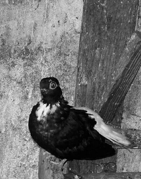 Femela - 6-Negru Codalb Romanesc