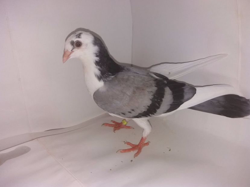 2035  femelă  2017_1 - tineret 2017