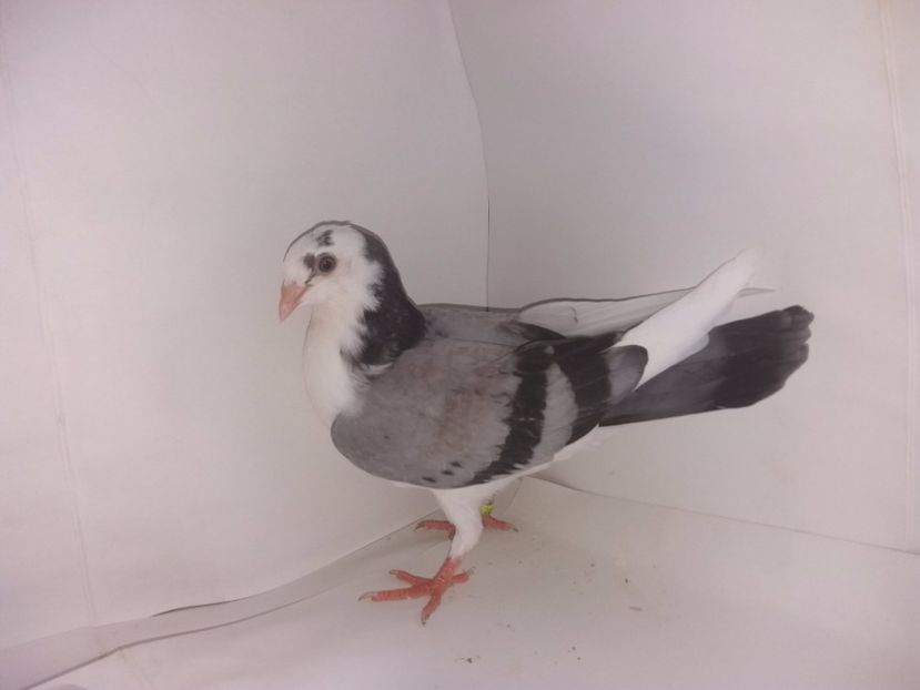 2035  femelă  2017_2 - tineret 2017