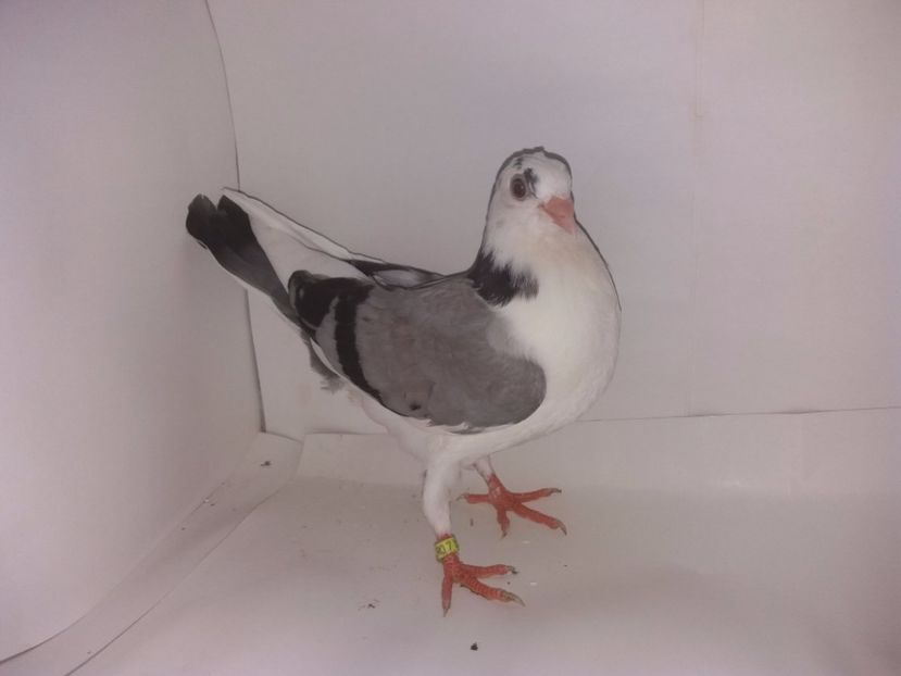 2035  femelă  2017_3 - tineret 2017