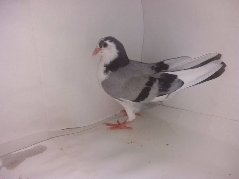 2036  mascul  2017_2 - tineret 2017