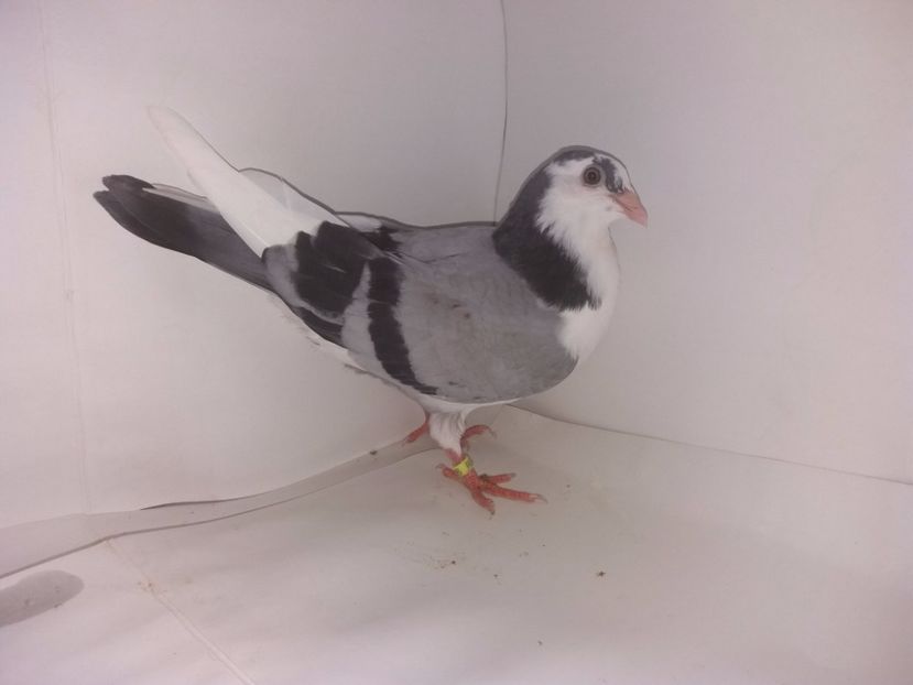 2036  mascul  2017_3 - tineret 2017