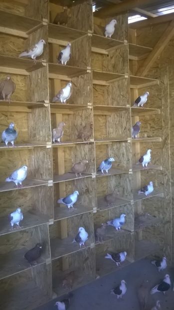  - jucatori de botosani