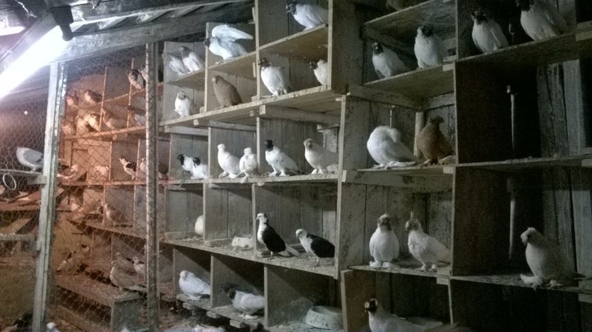  - jucatori de botosani