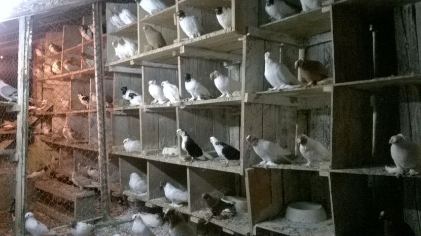  - jucatori de botosani