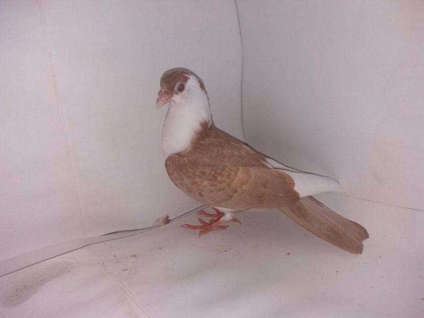 2039  mascul  2017_1 - tineret 2017