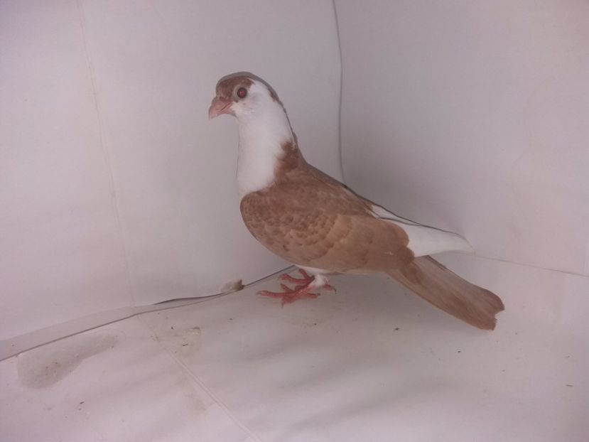 2039  mascul  2017_3 - tineret 2017