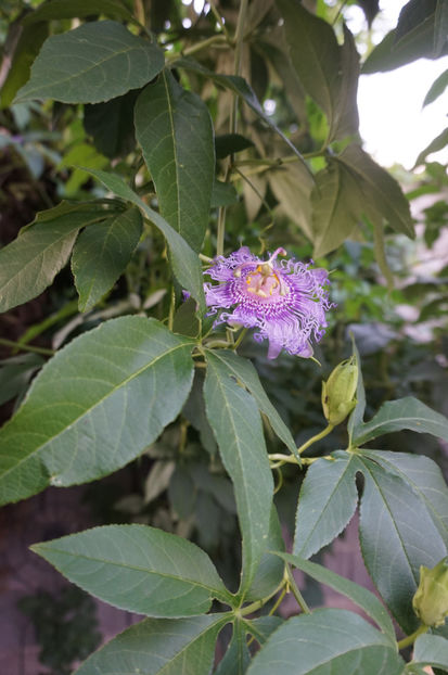  - Passiflora 2017- 2018