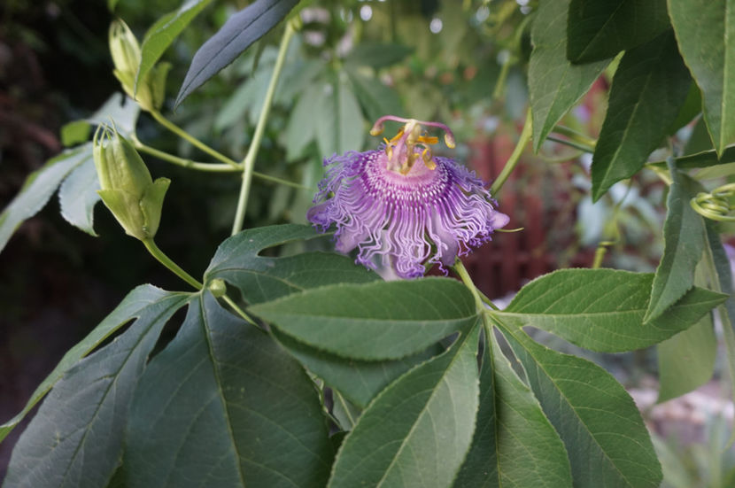  - Passiflora 2017- 2018