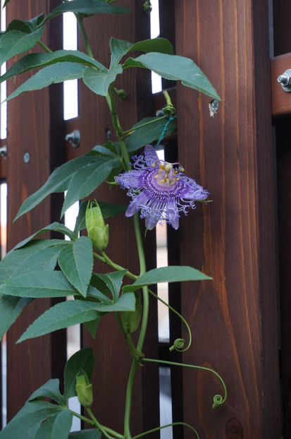  - Passiflora 2017- 2018