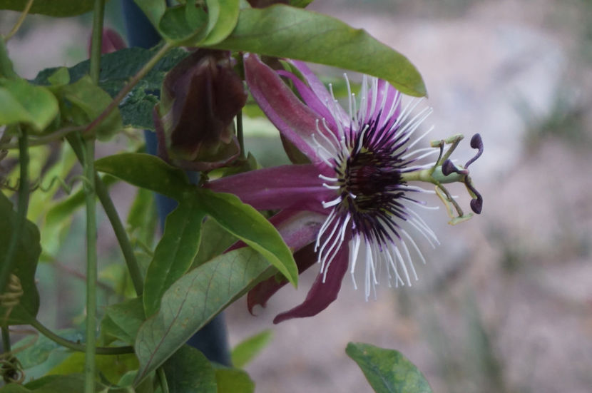 Lavender lady - Passiflora 2017- 2018