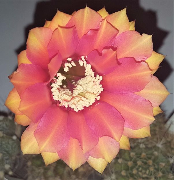 Echinopsis Sasquatch - Cactusi si suculente