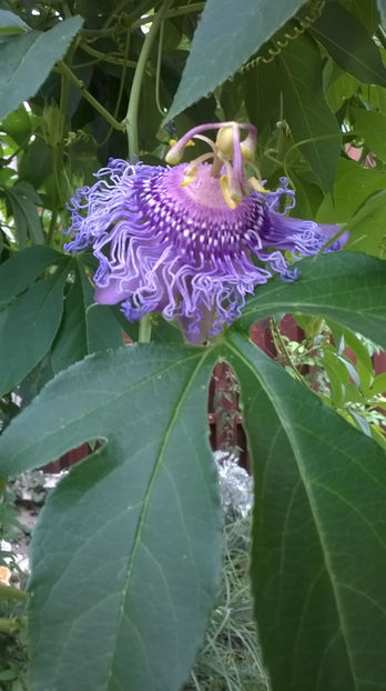 Incarnata - Passiflora 2017- 2018