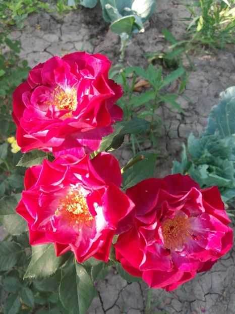  - Wild Blue Yonder Rose 1