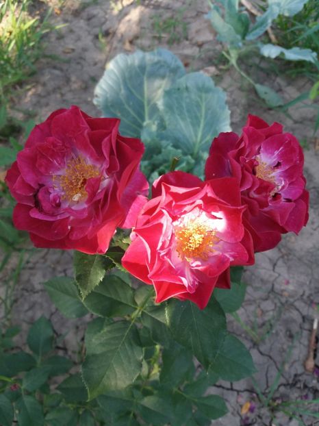  - Wild Blue Yonder Rose 1