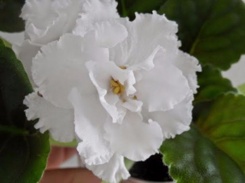 LE ZHIZEL - LE-ZHIZEL -Arianna