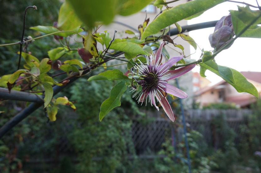  - Passiflora 2017- 2018