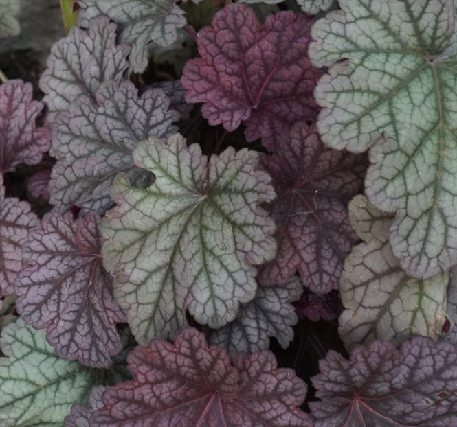  - Heuchera 2017