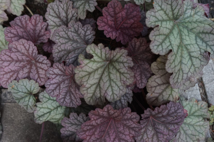  - Heuchera 2017
