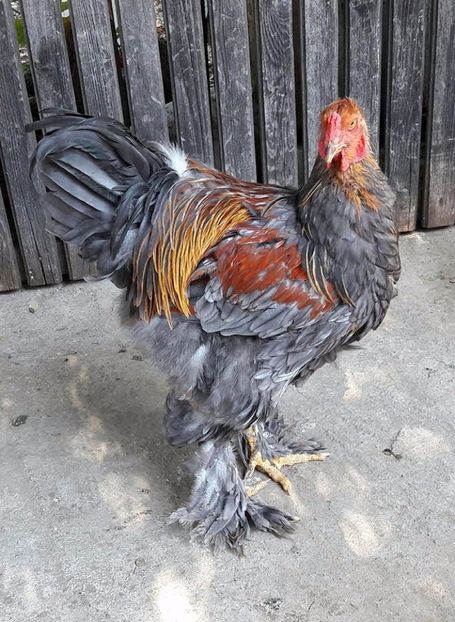  - a__Pui si tineret brahma 2017