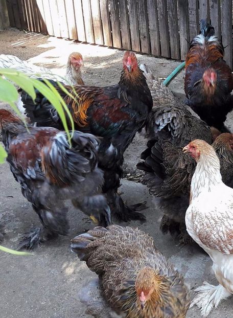  - a__Pui si tineret brahma 2017