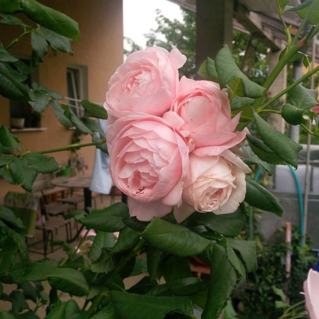 nahema - trandafiri 2017