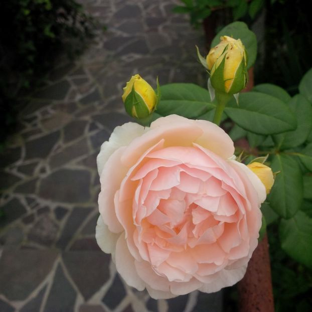 jude the obscure - trandafiri 2017