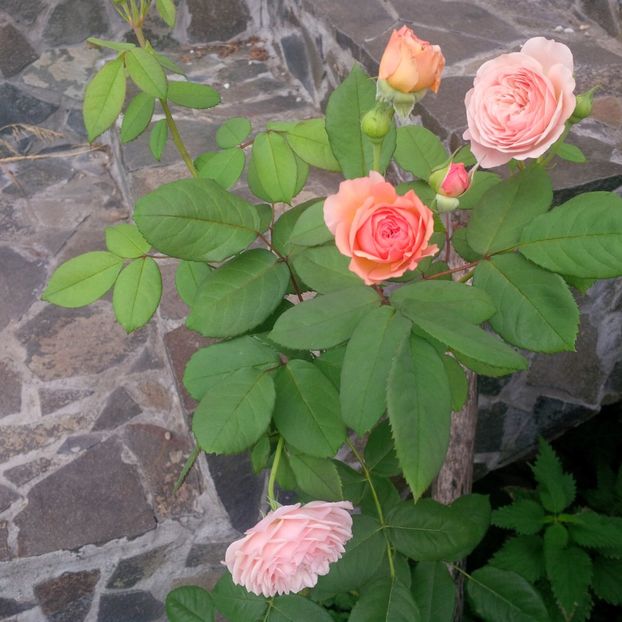 leander - trandafiri 2017