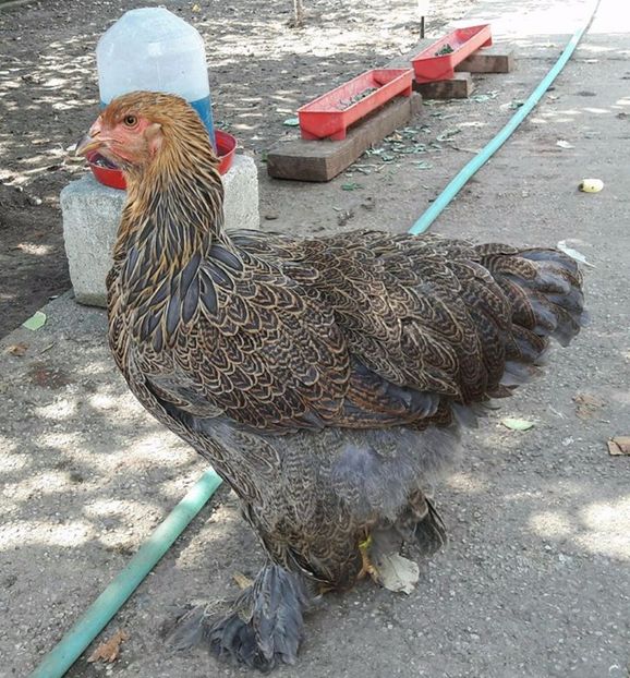 20863500_1657847804239018_5085457653456437596_o - a__Pui si tineret brahma 2017