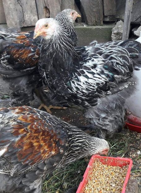  - a__Pui si tineret brahma 2017