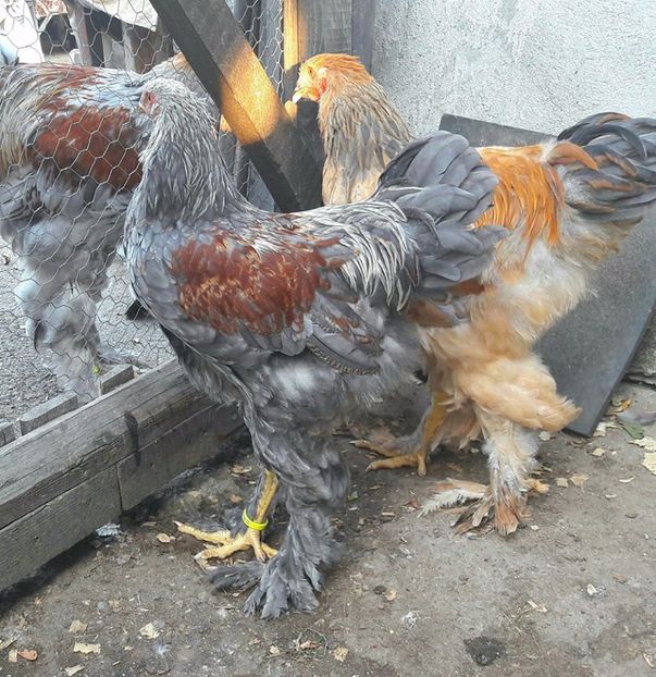  - a__Pui si tineret brahma 2017