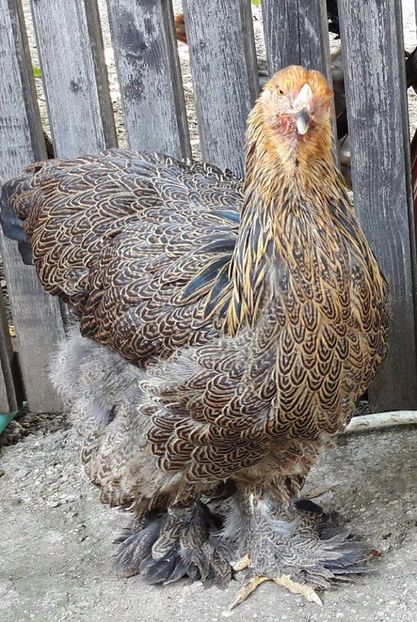  - a__Pui si tineret brahma 2017