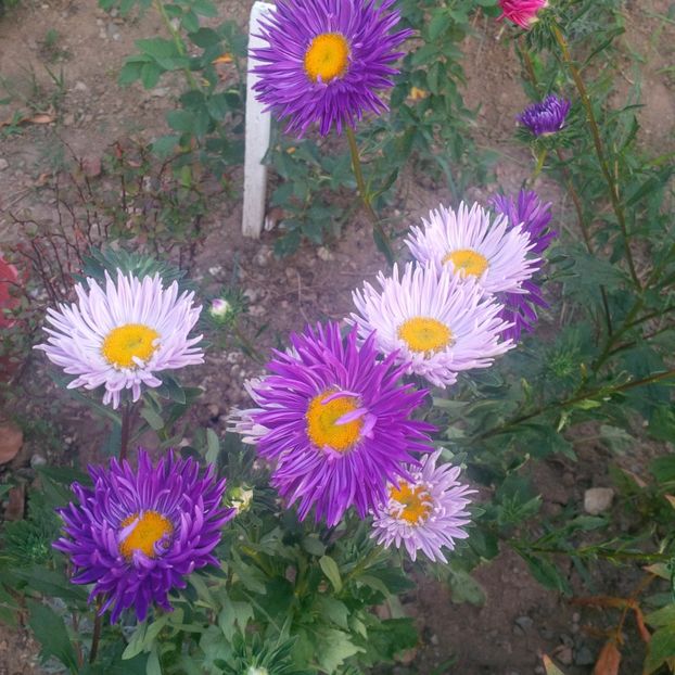  - gradina august 2017