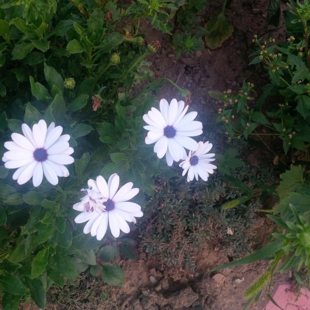  - gradina august 2017