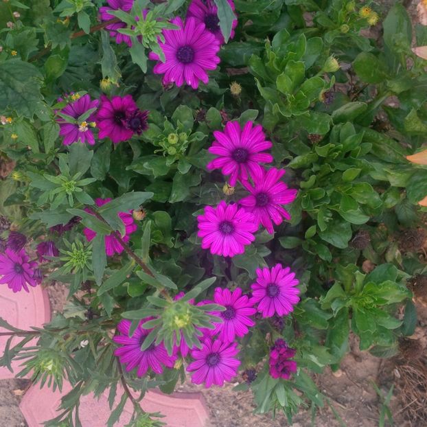  - gradina august 2017