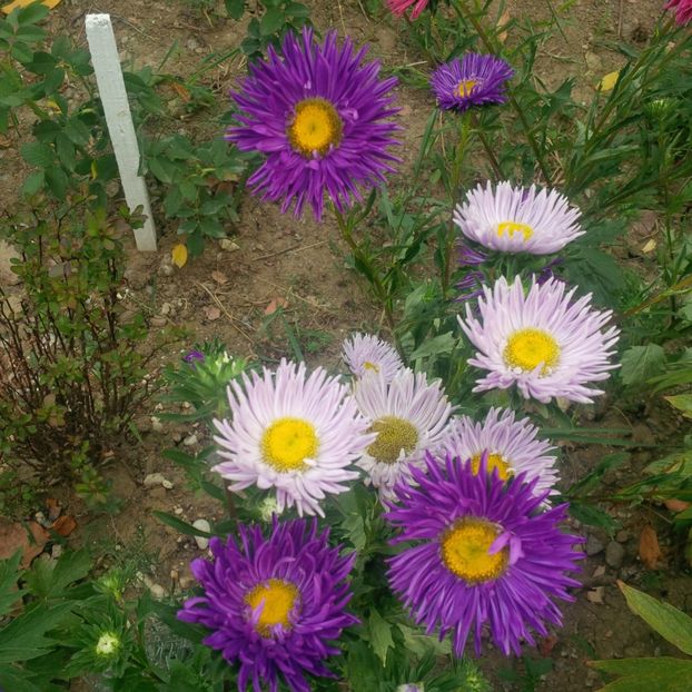  - gradina august 2017