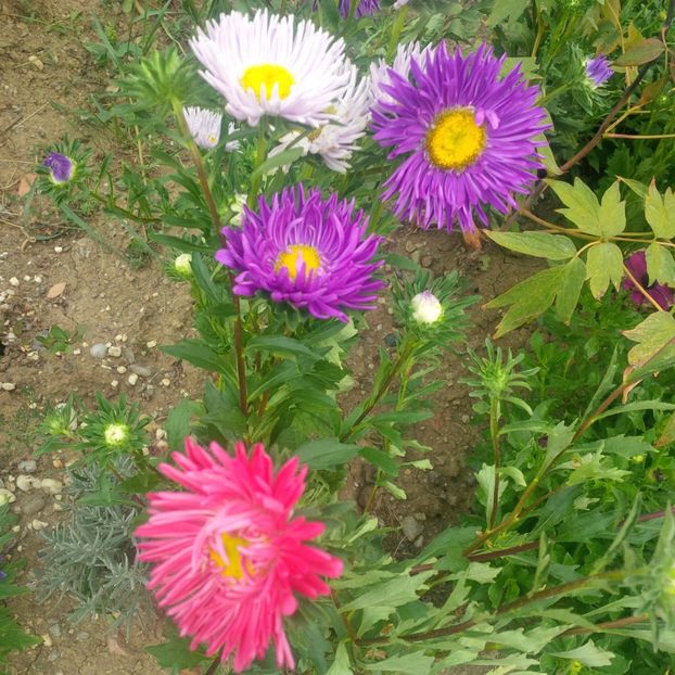  - gradina august 2017