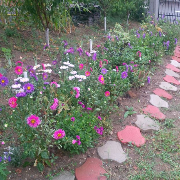  - gradina august 2017