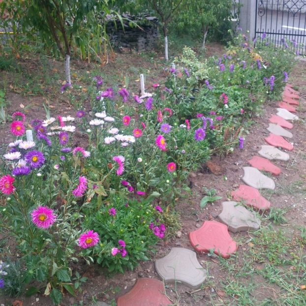  - gradina august 2017