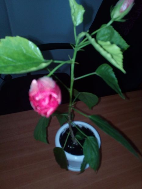 1503297560822-1497046880 - Hibi