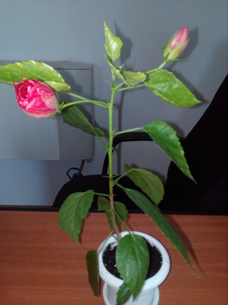 1503297636226-527252735 - Hibi