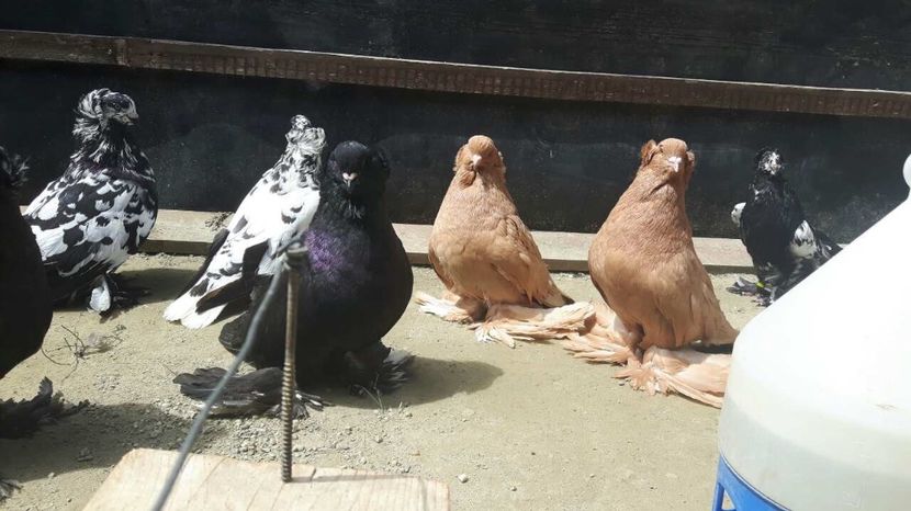  - A-Uriași Maghiari