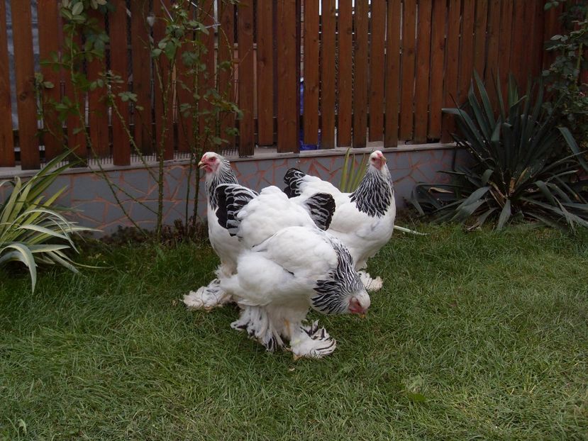  - TINERET BRAHMA HD 2017