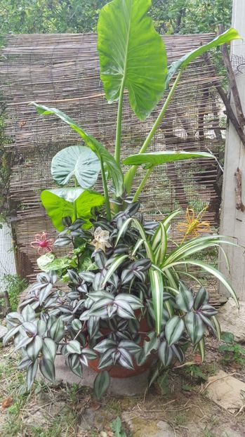  - urechea elefantului