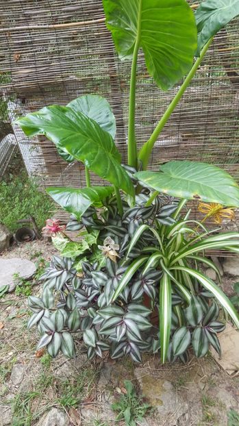  - urechea elefantului